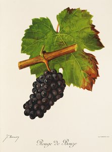 Uva Rouge de Bouze de J. Troncy
