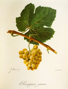 Uva Savagnin Jaune de J. Troncy de Jules Troncy