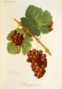 Uva rosa de Savagnin por J. Troncy de Jules Troncy