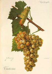 Uva Tantovina por J. Troncy