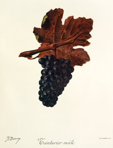 Teinturier Male grape de J. Troncy