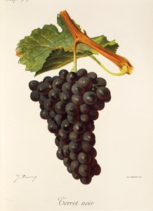 Uva Terret Noir por J. Troncy de Jules Troncy