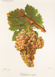 Valteliner Rouge uva de J. Troncy de Jules Troncy