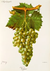 Uva Verjus de J. Troncy