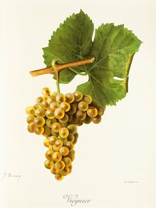 Uva Viognier por J. Troncy