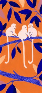 Monos arborícolas de colores