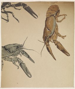 Bocetos de cangrejos de río