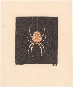 Araña en una telaraña