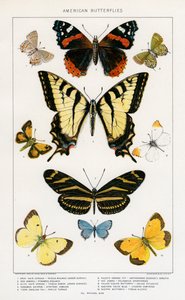 Mariposas americanas por Julius Bien de Julius Bien