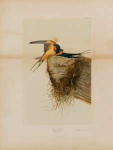Golondrina común de Julius Bien