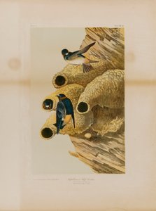 Golondrinas de acantilado de Julius Bien