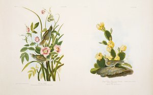 Pinzón de la Costa/Pinzón de Hierba, o Escribano de Alas Bayas, después de 