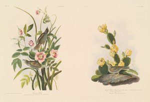 Pinzón costero; y Pinzón de Grafs o Emberiza de alas bayas de Julius Bien after John James Audubon