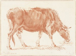 Vaca de pastoreo de Jurriaan Cootwijck