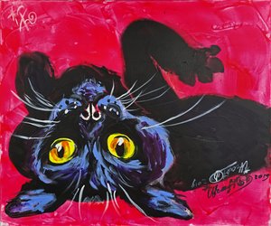 El gato negro curioso