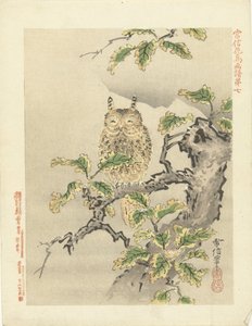 búho en rama Bocetos de flores y pájaros de Kano Tsunenobu (título de la serie) Kano Tsunenobu kacho gafu (título de la serie en el objeto) de Kano Tsunenobu
