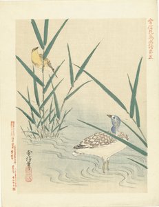 Pájaro acuático mirando pájaro cantor amarillo Bocetos de flores y pájaros de Kano Tsunenobu (título de la serie) Kano Tsunenobu kacho gafu (título de la serie en el objeto)