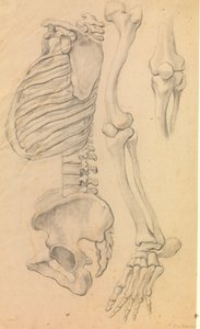 Columna vertebral con caja torácica y pelvis, perfil hacia la izquierda; además, huesos de una pierna izquierda desde la cadera hasta la punta del pie y detalle de una rodilla. (1662?) de Karel van III Mander