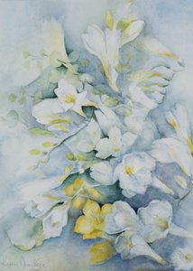 Freesia Eldus, gigante blanca de Karen Armitage