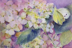 Mariposa amarilla pálida, Colias Hyale en hortensia de Karen Armitage