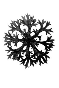 Formas originales de arte (Urformen der Kunst) de Karl Blossfeldt