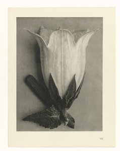 Estudios de plantas Arquetipos del arte: imágenes fotográficas de plantas (título de la serie)