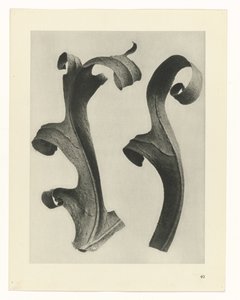 Estudios de plantas Arquetipos del arte: imágenes fotográficas de plantas (título de la serie) de Karl Blossfeldt