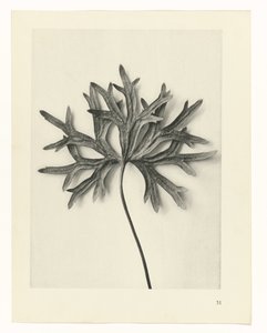 Estudios de plantas Arquetipos del arte: imágenes fotográficas de plantas (título de la serie)