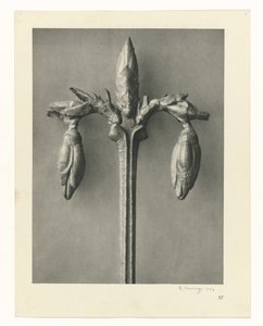 Estudios de plantas Arquetipos del arte: imágenes fotográficas de plantas (título de la serie)