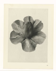 Estudios de plantas Arquetipos del arte: imágenes fotográficas de plantas (título de la serie)