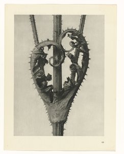 Estudios de plantas Arquetipos del arte: imágenes fotográficas de plantas (título de la serie) de Karl Blossfeldt