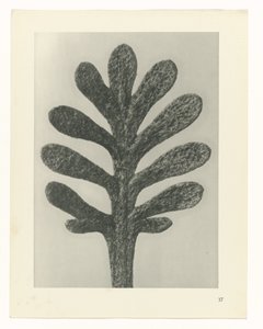Estudios de plantas Arquetipos del arte: imágenes fotográficas de plantas (título de la serie) de Karl Blossfeldt