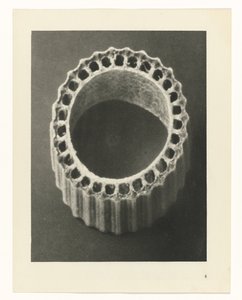 Estudios de plantas Arquetipos del arte: imágenes fotográficas de plantas (título de la serie) de Karl Blossfeldt