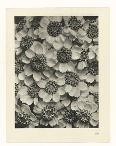 estudio de planos Arquetipos del arte (título de la serie) de Karl Blossfeldt
