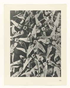 estudio de planos Arquetipos del arte (título de la serie) de Karl Blossfeldt