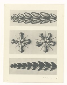 estudio de planos Arquetipos del arte (título de la serie) de Karl Blossfeldt