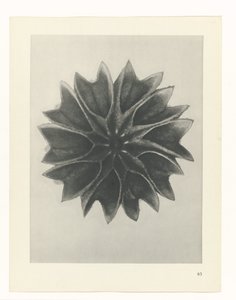 estudio de planos Arquetipos del arte (título de la serie) de Karl Blossfeldt
