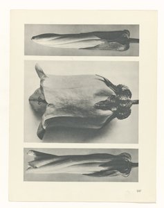 estudio de planos Arquetipos del arte (título de la serie) de Karl Blossfeldt