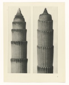 estudio de planos Arquetipos del arte (título de la serie) de Karl Blossfeldt