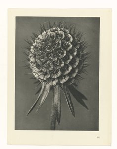 estudio de planos Arquetipos del arte (título de la serie) de Karl Blossfeldt