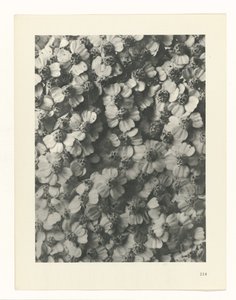 estudio de planos Arquetipos del arte (título de la serie) de Karl Blossfeldt