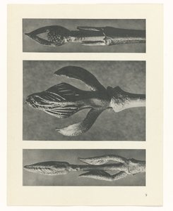 estudio de planos Arquetipos del arte (título de la serie) de Karl Blossfeldt