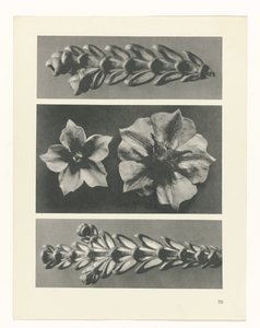 estudio de planos Arquetipos del arte (título de la serie) de Karl Blossfeldt