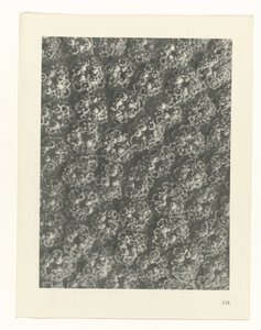 estudio de planos Arquetipos del arte (título de la serie) de Karl Blossfeldt
