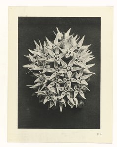 estudio de planos Arquetipos del arte (título de la serie) de Karl Blossfeldt