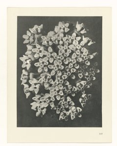 estudio de planos Arquetipos del arte (título de la serie) de Karl Blossfeldt