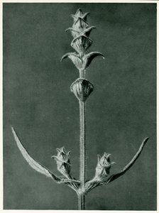 Salvia, 1929