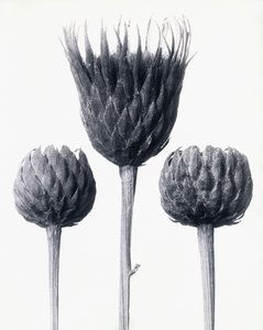 Serratula Nudicaulis (Serratula común de tallo desnudo), c.1928