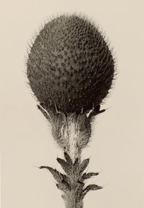 [Planta bulbosa espinosa] de Karl Blossfeldt