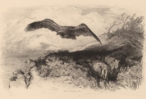 Águila en vuelo de Karl Bodmer